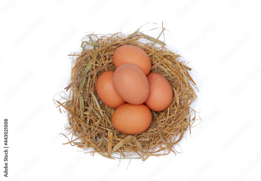 Chicken eggs in the nest isolated on a white background Chicken eggs in the nest isolated on a white background