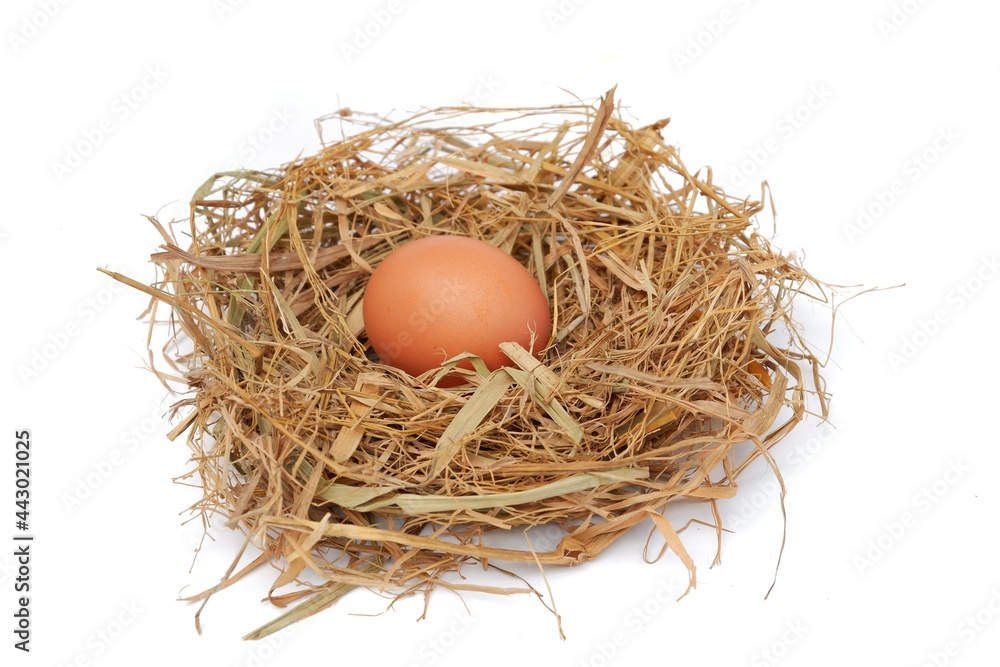 Chicken eggs in the nest isolated on a white background Chicken eggs in the nest isolated on a white background