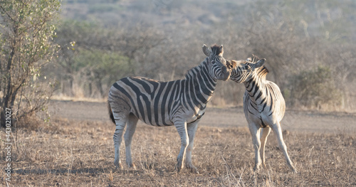 Zebra stallions fighting during golden hour in southern Africa