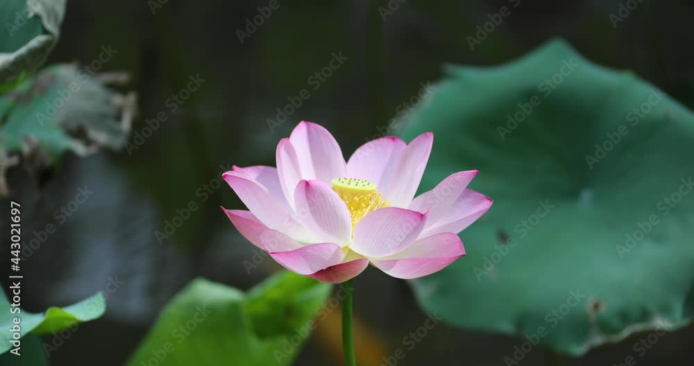 Beautiful Lotus flower blooms and sway in the breeze in Lily Pond or lake in summer, Hong Kong University Beautiful Lotus flower blooms and sway in the breeze in Lily Pond or lake in summer, Hong Kong University