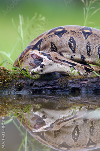 Fototapeta Naklejka Na Ścianę i Meble -  The boa constrictor (Boa constrictor), also called the red-tailed or the common boa, with prey caught on an old branch. Big boa with a caught rat by the water.The big snake swallows its prey.