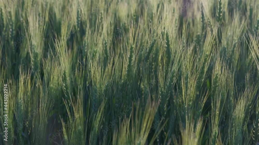 The green ears of grain. Wheat wind shakes The green ears of grain. Wheat wind shakes
