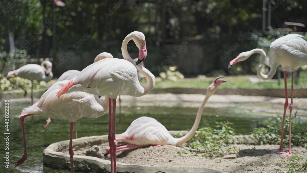 flock of bird flamingo resting in pond on sunny day at exotic zoo. flamingo standing one leg sleeping living together in group. animal feeding in big cage for education. flock of bird flamingo resting in pond on sunny day at exotic zoo. flamingo standing one leg sleeping living together in group. animal feeding in big cage for education.
