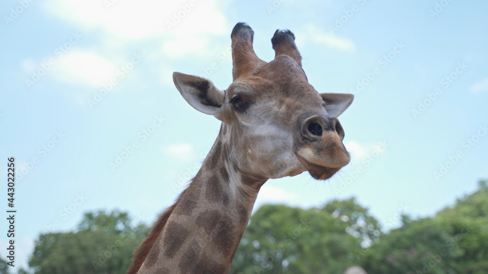 Fototapeta premium close up portrait giraffe in tropical zoo eating food from visitor tourism. feeding animal food. giraffe head shot, chewing food on sunny day.
