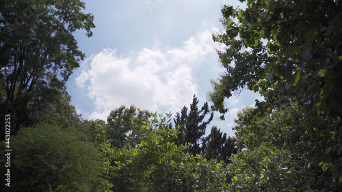 clouds sky scape in jungle forest in woodland sunny day. summer vacation background blue sky with trees and green leaves. white cotton cloud in sky.
