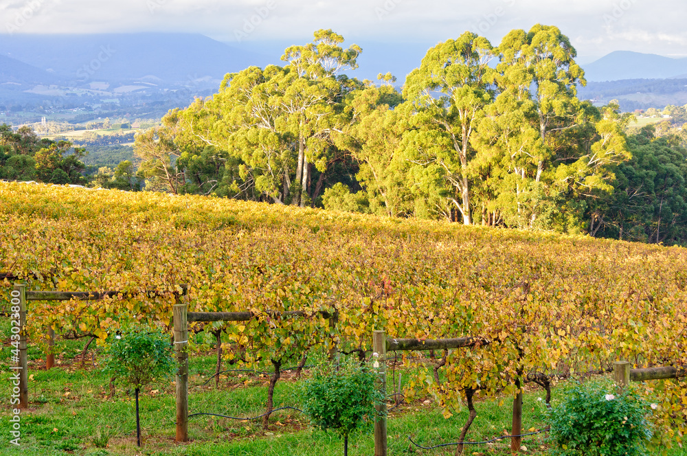 Killara Estate vineyard in the Upper Yarra Valley - Seville, Victoria, Australia