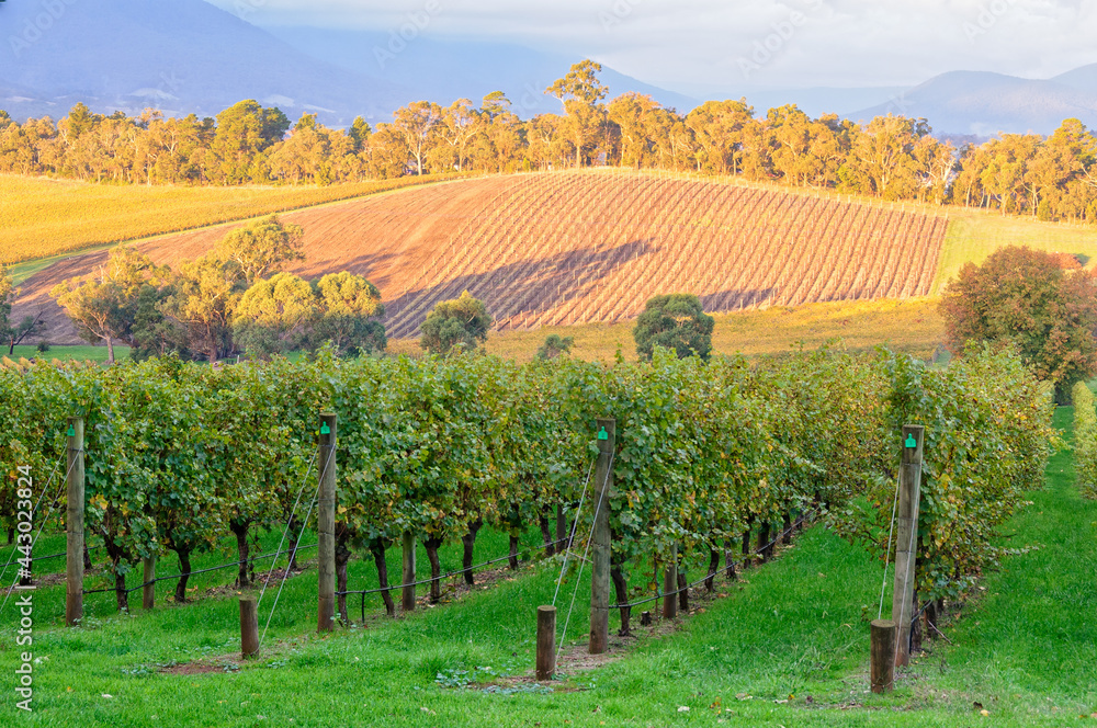 View from the Killara Estate vineyard in the Upper Yarra Valley - Seville, Victoria, Australia