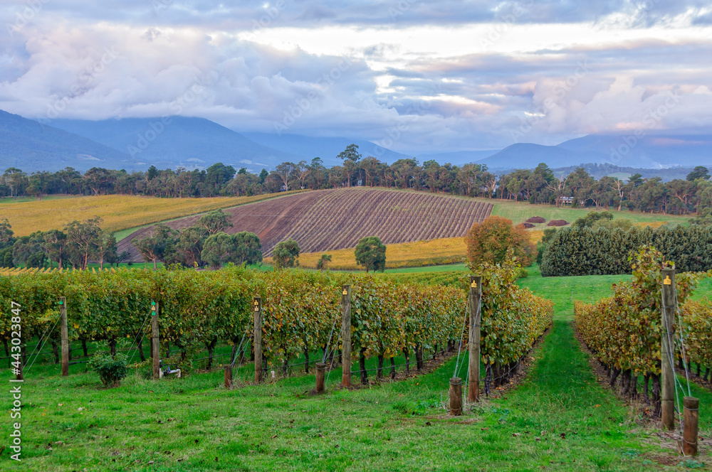 View from the Killara Estate vineyard in the Upper Yarra Valley - Seville, Victoria, Australia