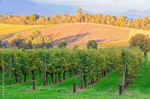 View from the Killara Estate vineyard in the Upper Yarra Valley - Seville, Victoria, Australia photo