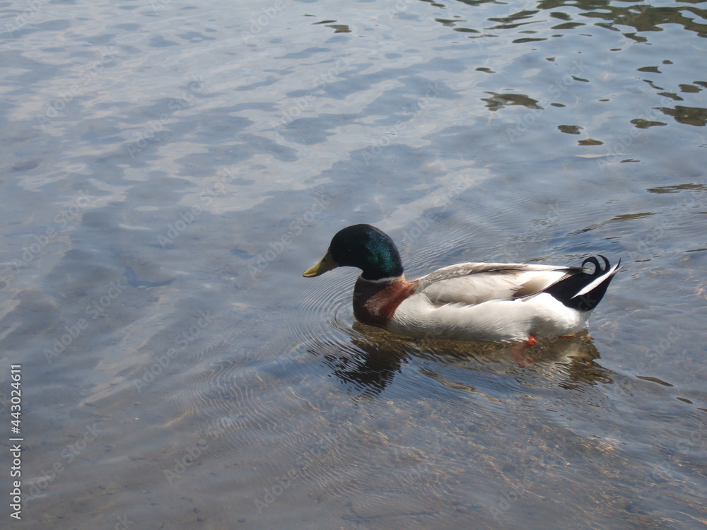 Fototapeta premium 鴨