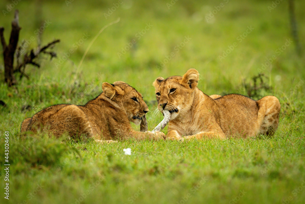 Two lion cubs lie biting dead branch Two lion cubs lie biting dead branch