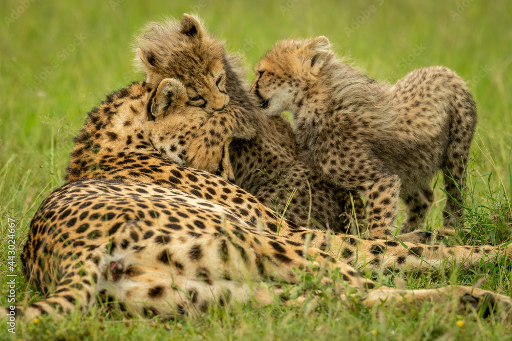 Fototapeta premium Two cubs playing with cheetah in grass