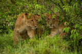 Two lion cubs sit together in bushes