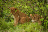 Two lion cubs sit and lie together