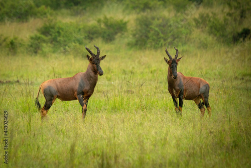 Two male topi stand in long grass photo