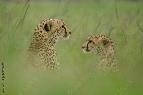 Two cheetahs sit in long blurred grass photo