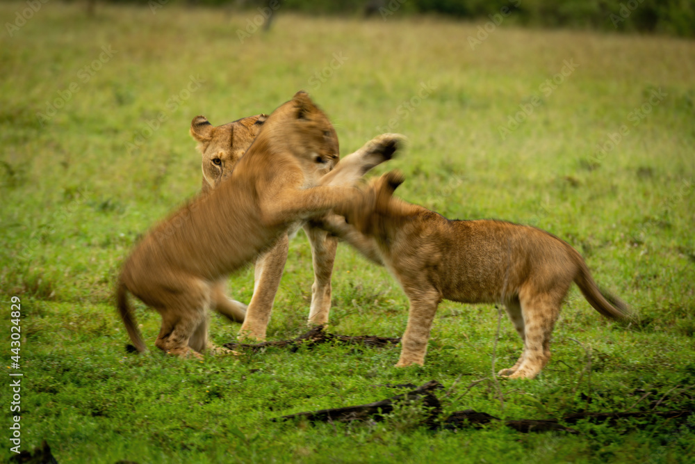 Slow pan of lion cubs play fighting Slow pan of lion cubs play fighting