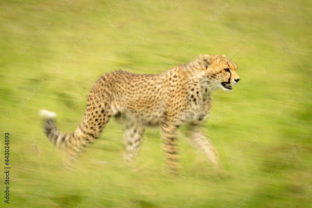 Obraz premium Slow pan of cheetah cub crossing grass