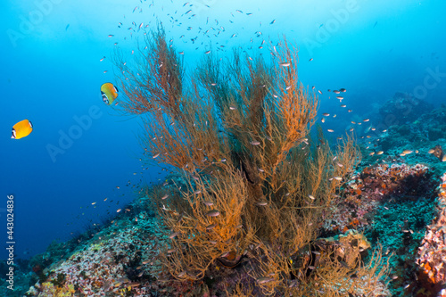 Fototapeta Naklejka Na Ścianę i Meble -  Deep sea corals at Sail rock, Thailand