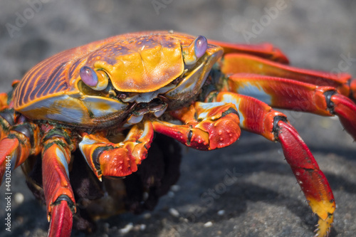 Close Up of Sally Lightfoot Crab - Galapagos Islands