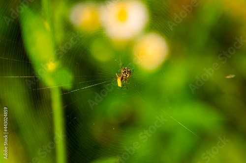 small yellow spider has breakfast in the center of the web 
