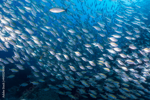 School of fusiliers fish at Sail rock, Thailand