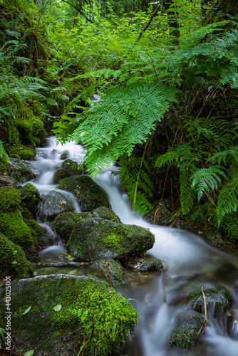 Clean water waterfall in luxuriant green vegetation. As Fragas Do Eume, Galicia, Spain