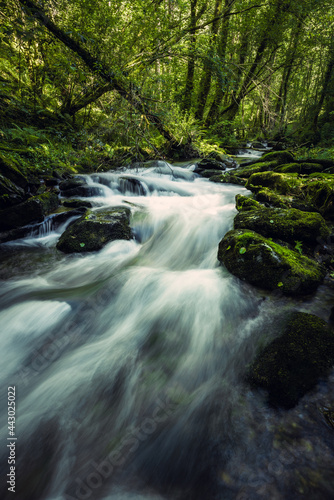 Long exposure shot. Pure water stream in wild forest. As Fragas do Eume Nature Park  Galicia  Spain.