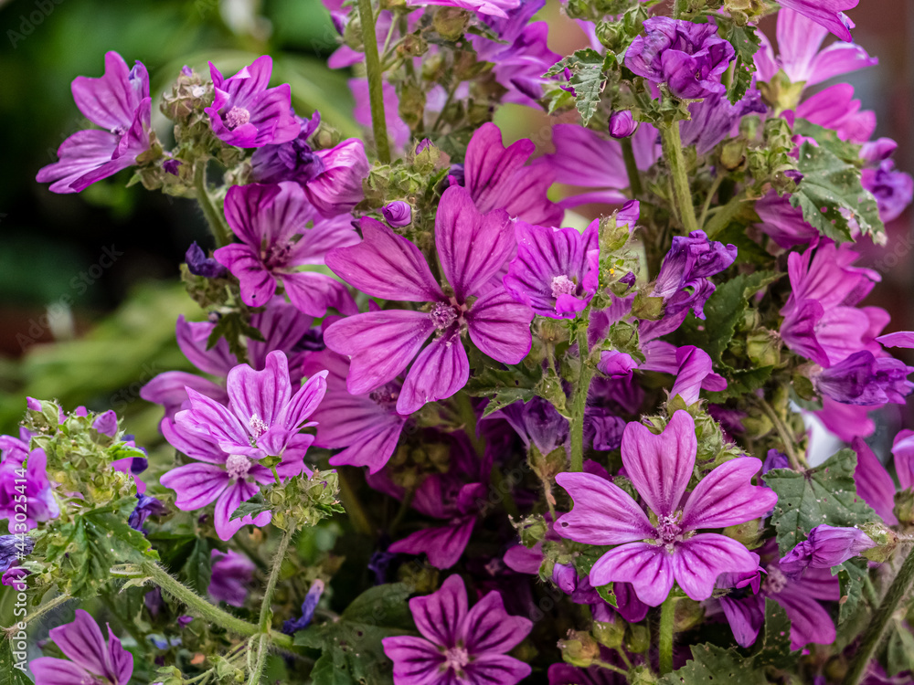 View of Beautiful summer wildflowers. View of Beautiful summer wildflowers.