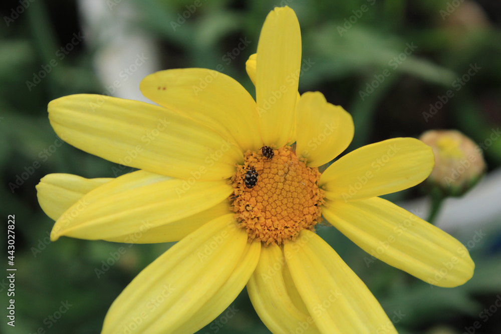 yellow euryops pectinatus flower macro photo yellow euryops pectinatus flower macro photo