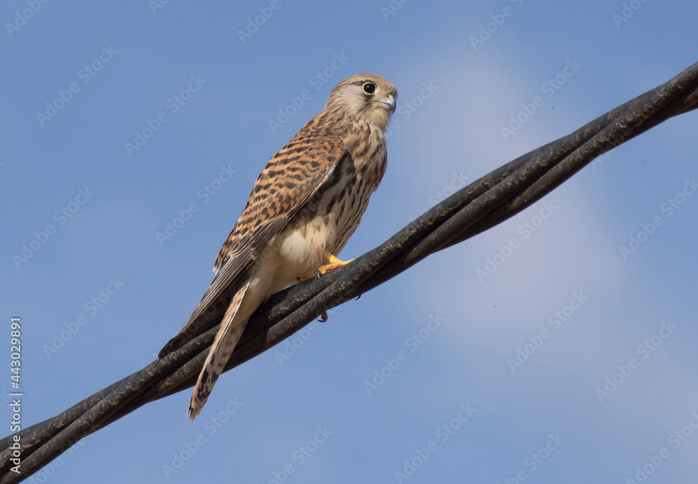 Common European Kestrel. (Falco tinnunculus).The specimen of the photo is a young bird Common European Kestrel. (Falco tinnunculus).The specimen of the photo is a young bird
