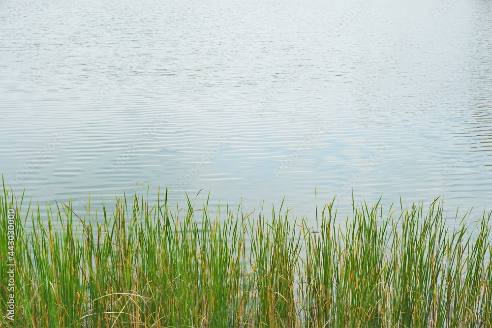 湖の畔の草の生えた風景 湖の畔の草の生えた風景