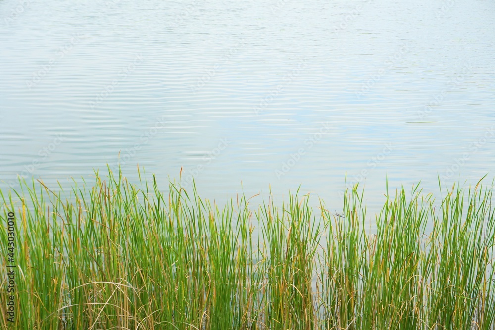 湖のほとりの草の生えた風景 湖のほとりの草の生えた風景