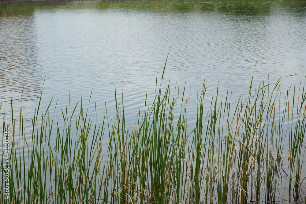 湖の畔の草の生えた風景 湖の畔の草の生えた風景