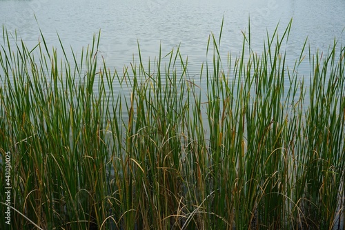 湖の畔の草の生えた風景