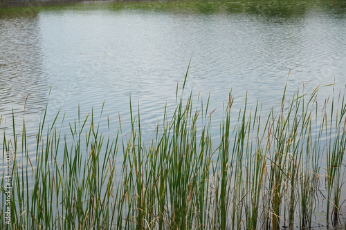 湖の畔の草の生えた風景