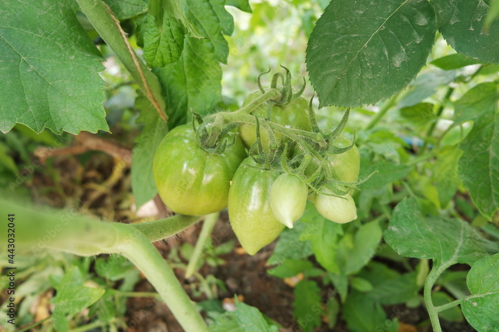 Tomato bush. Green fruits of tomato close-up. Growing vegetables. Tomato bush. Green fruits of tomato close-up. Growing vegetables.