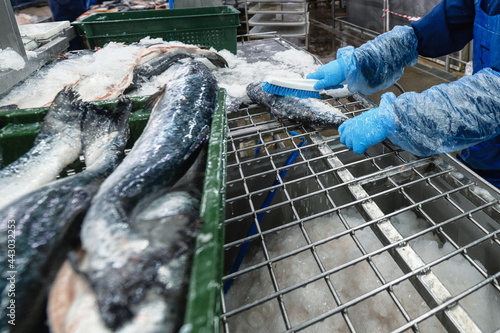 Cleaning chilled trout carcasses from ice crumbs.