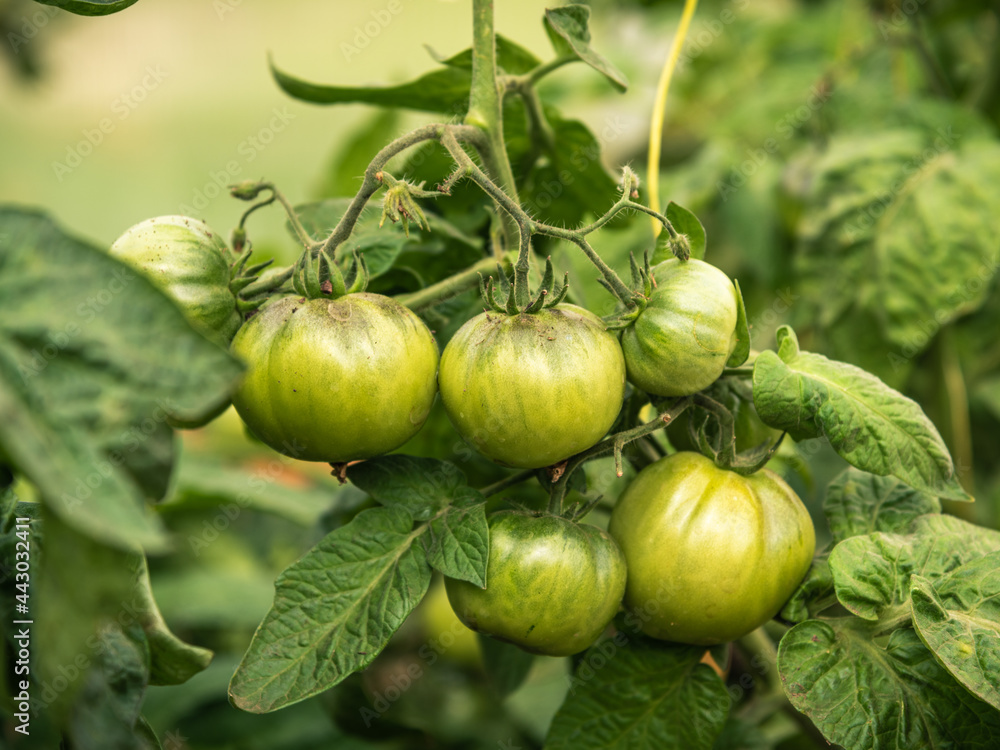 A bunch of green tomatoes on a bush branch in a greenhouse close-up A bunch of green tomatoes on a bush branch in a greenhouse close-up