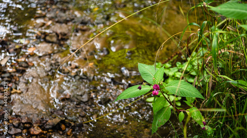 A bush with a crimson flower by a forest stream - a close-up. Impatiens glandulifera
