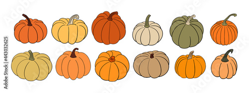 Big set of various hand drawn pumpkin squash in warm natural fall colors isolated on white. Vector illustration - autumn themes, Halloween, Thanksgiving design elements. Rustic cottagecore collection
