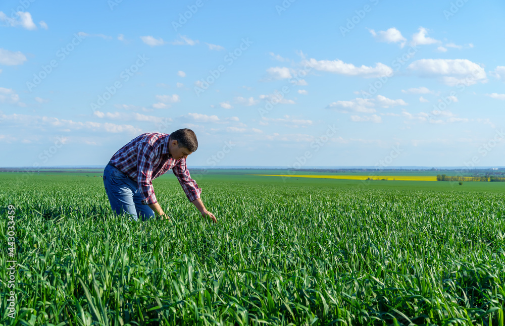 a man as a farmer poses in a field, dressed in a plaid shirt and jeans, checks and inspects young sprouts crops of wheat, barley or rye, or other cereals, a concept of agriculture and agronomy