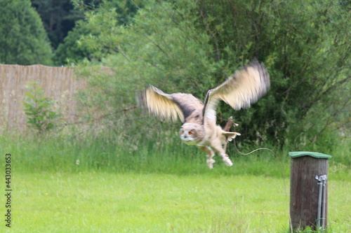 a big bird photo