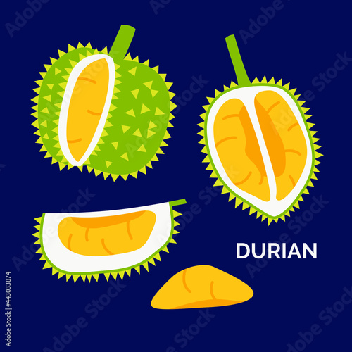 Durian fruit set. Vector hand drawn illustration of exotic fruits. Delicious tropical vegetarian objects. Collection Isolated on the dark background for applied as a sticker, icon, logo