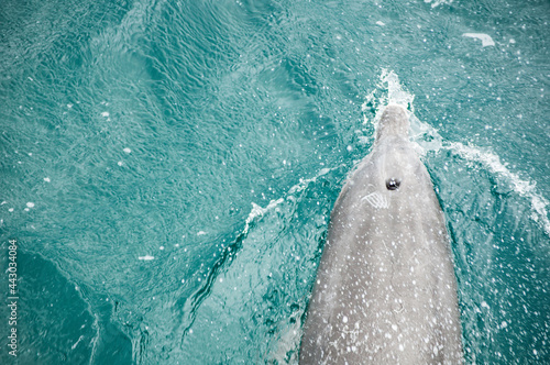 Fotografie Dolphin in top view with blowhole above the water.