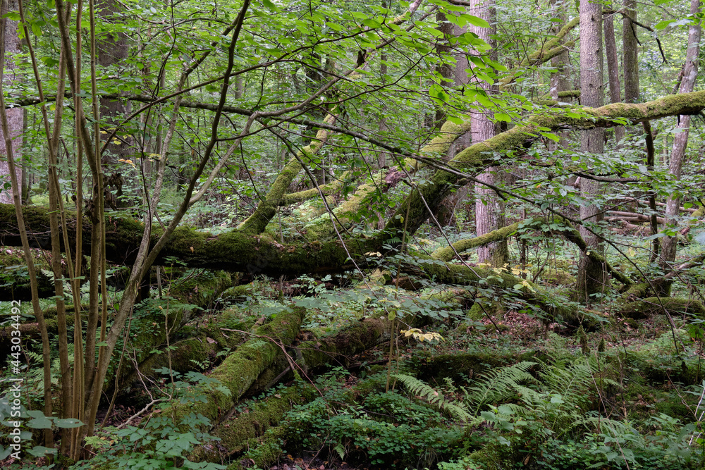 Deciduous stand with broken oak branches lying Deciduous stand with broken oak branches lying