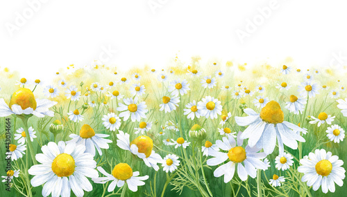 Peter M Budraitis Photography Photo Store ハーブ カモミール畑の水彩イラスト シームレスボーダー ナチュラルイメージのバナー背景 Peter M Budraitis Photography Photo Store ハーブ カモミール畑の水彩イラスト シームレスボーダー ナチュラルイメージのバナー背景