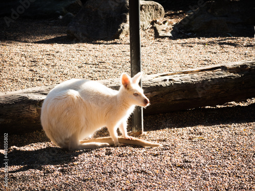 Cute Albino wallaby alone in a Zoo.