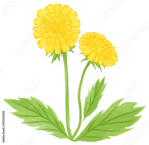 Dandelions vector illustration.
