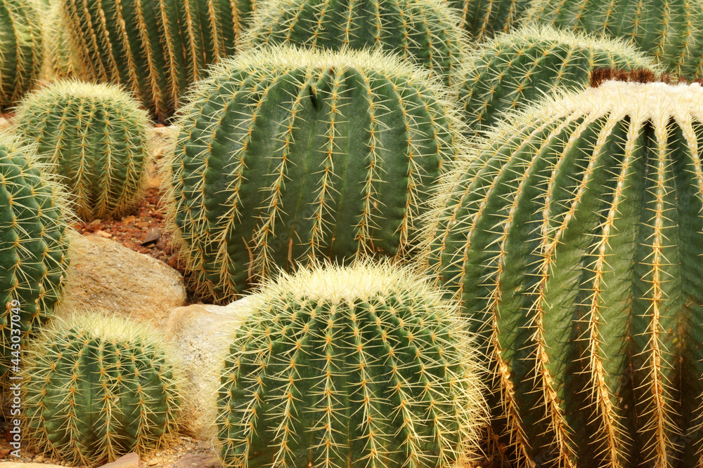 Side view Green Cactus Plant or Call Echinocactus grusonii with yellow thorn The genus Mammillaria is one of the largest in the cactus family. Nature Green Tropical Plant backdrop and beautiful detail Side view Green Cactus Plant or Call Echinocactus grusonii with yellow thorn The genus Mammillaria is one of the largest in the cactus family. Nature Green Tropical Plant backdrop and beautiful detail